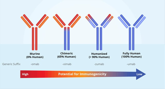Potential for Immunogenicity Diagram. Humanized antibody is the most desirable option for therapeutic applications.