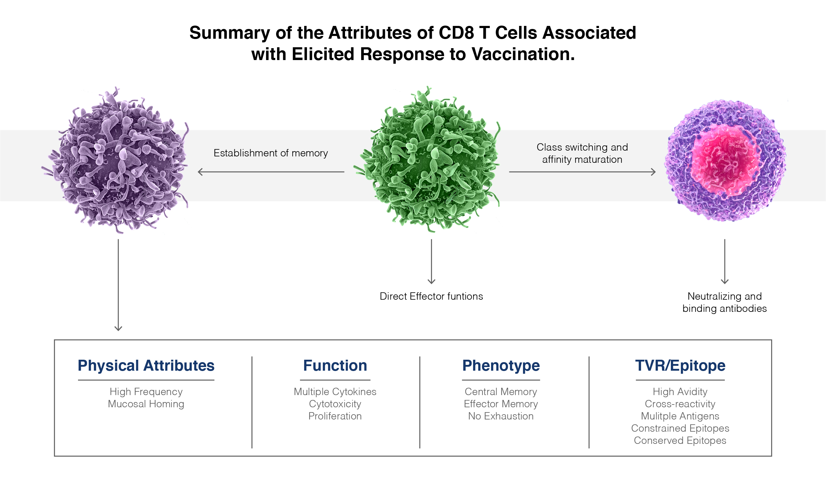 cd8-t-cells
