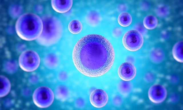 Mesenchymal stem cells (MSCs) behave like stem cells under certain conditions.