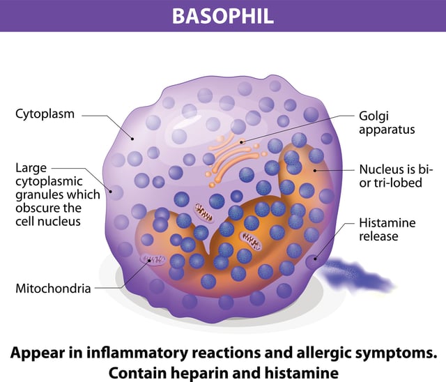 Basophils appear in inflammatory reactions and allergic symptoms.