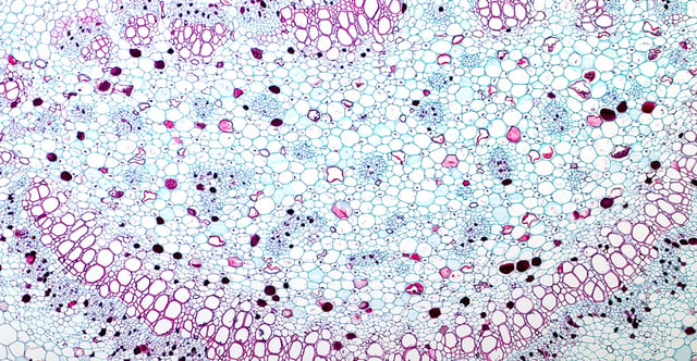 Cross Section of Plant cells