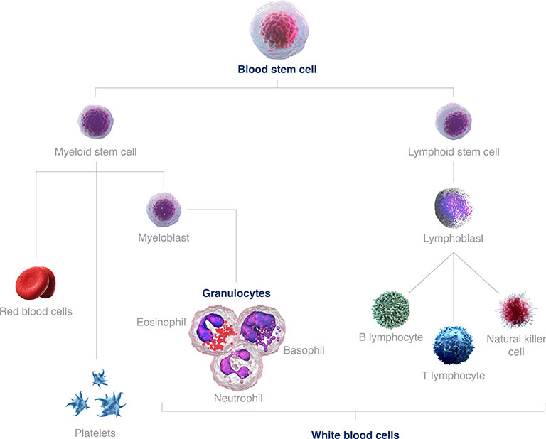 blood stem cell development