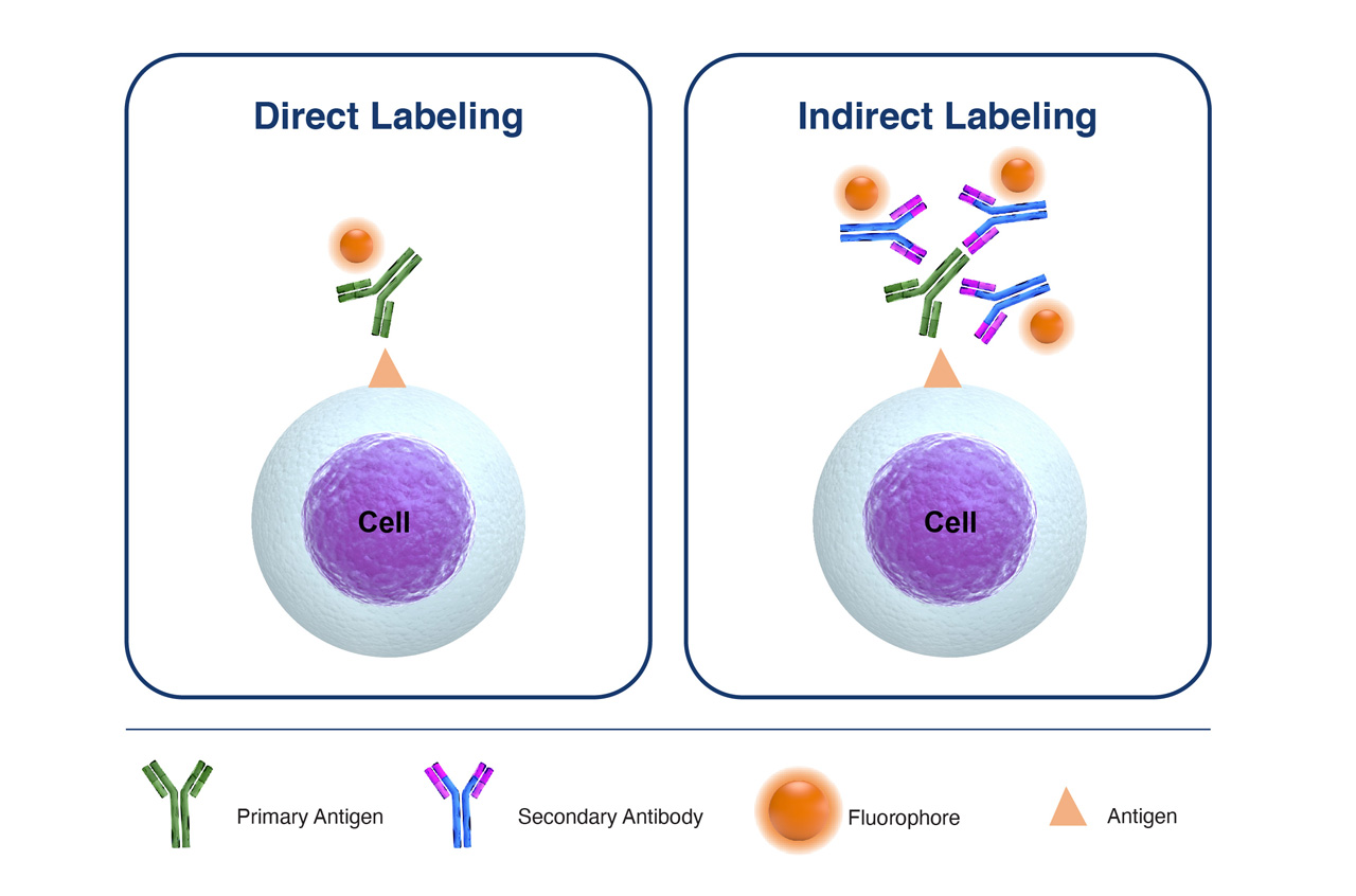 Comparison of Direct Labeling with Primary Fluorophore-Labeled Antibody, versus Indirect Labeling