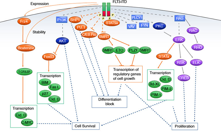 FLT3 signaling pathways