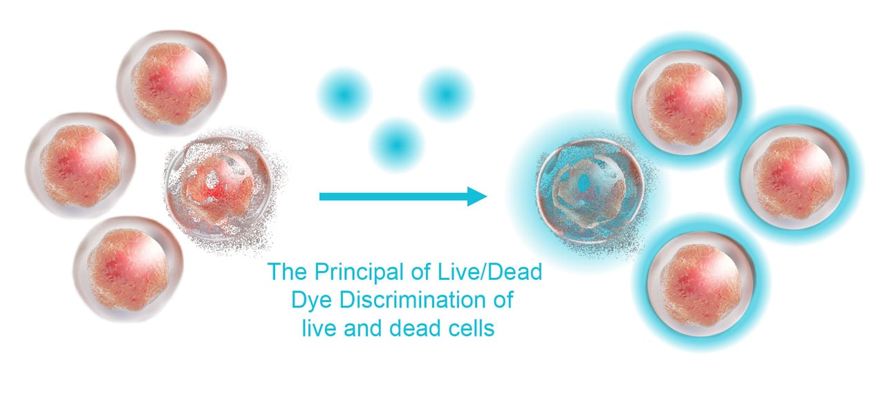 The Principal of Live/Dead Dye Discrimination of live and dead cells