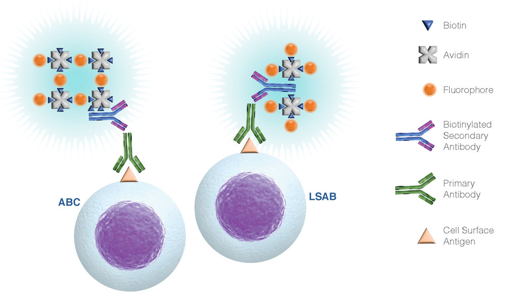 Summary of ABC and LSAB labeling of primary antibodies for cell surface biomarker detection