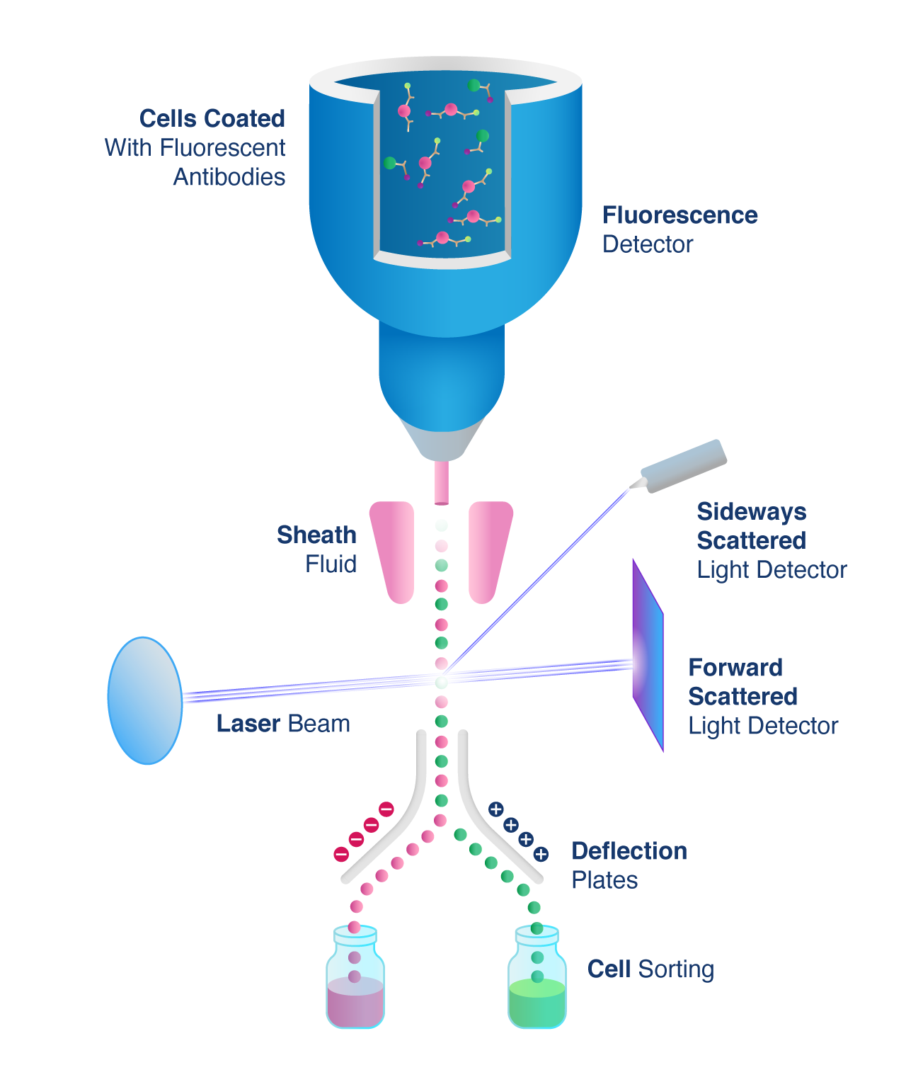 Cell Sorting Diagram