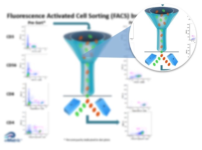 Fluorescent Activated Cell Sorting Illustration